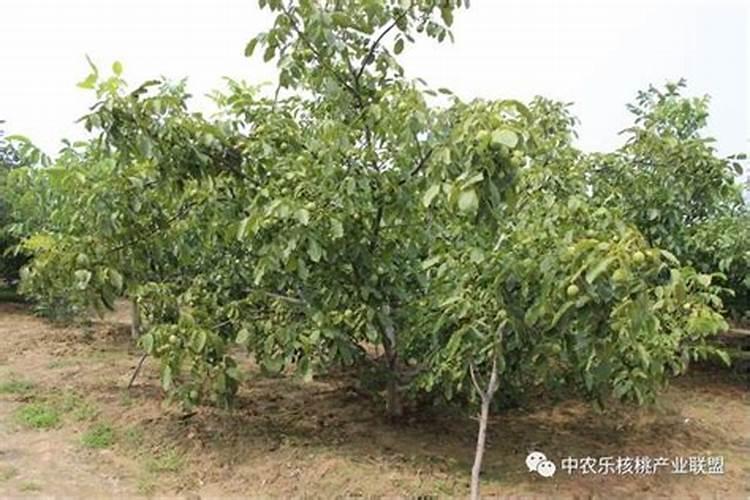 核桃树摘完果儿后,秋季追肥用什