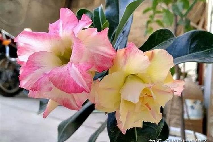 沙漠玫瑰有花苞后如何养护品质更高