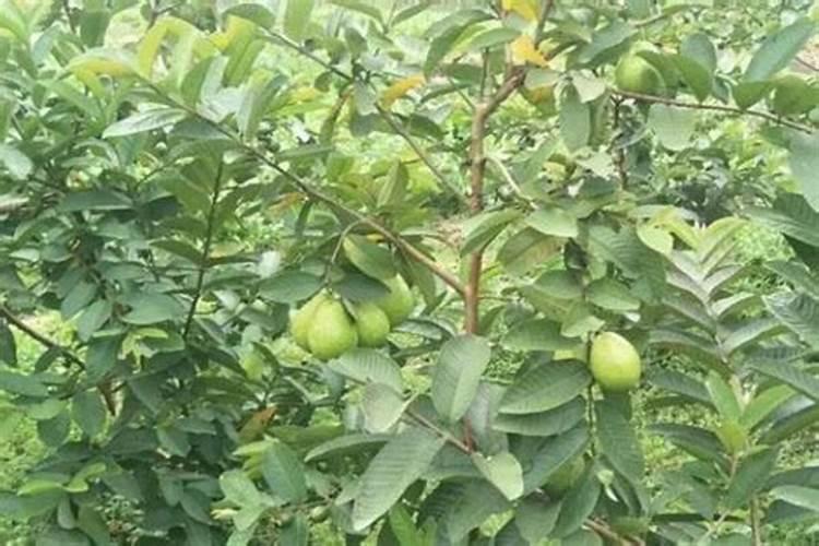 春玉米的施肥方案有很多,哪种春玉米施肥方案适合？