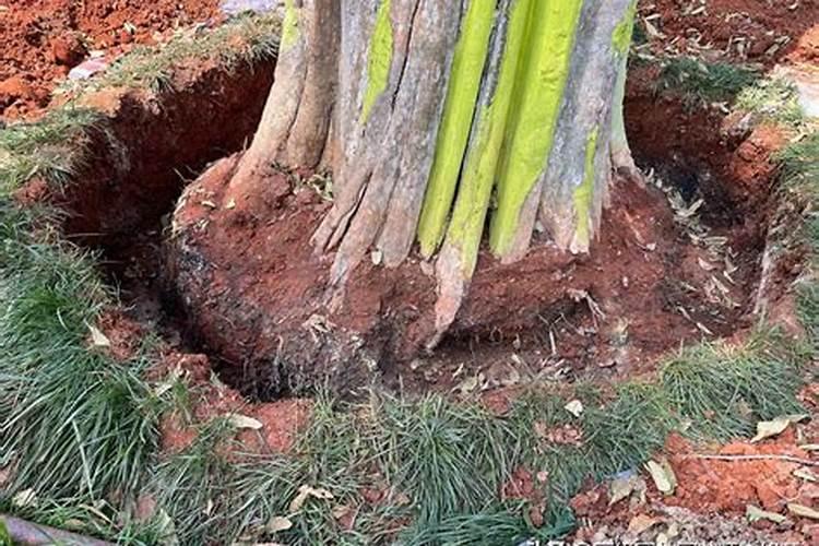 含腐植酸水溶肥树木怎么用