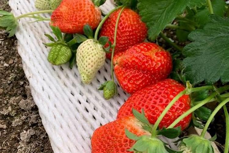 生活中被丢弃的竟是绝佳种菜肥料,快来看5种生活废料怎样用来种菜