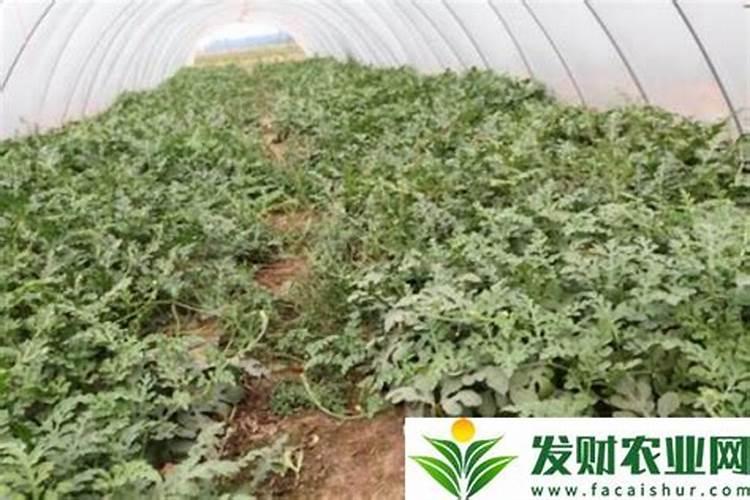 老师们,我想种大棚西瓜,不知道一亩地要施用多少肥料,上什么肥料好？