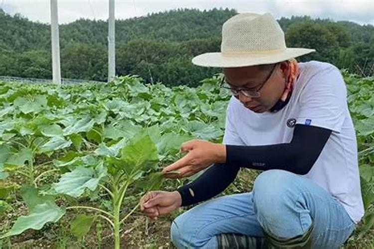 想要叶用南瓜高产,要如何做好田间管理呢？