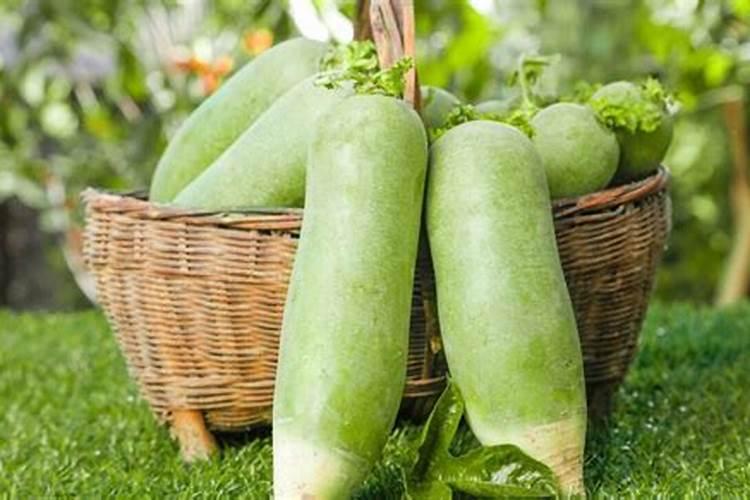 8月份适合种那些蔬菜