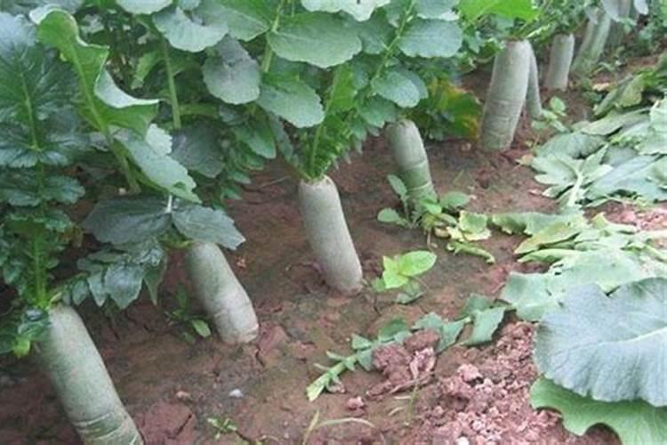 淮南市九龙岗青萝卜种植技术如何施肥如何种植