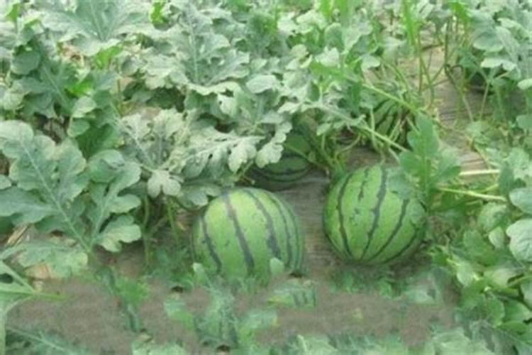 种植西瓜用什么肥料最佳施肥方法呢