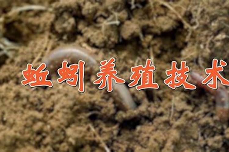 发财树和吊兰施肥的方法