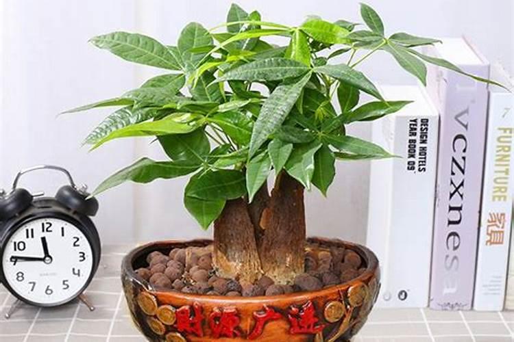 用什么浇灌发财树新芽新叶蹿满盆