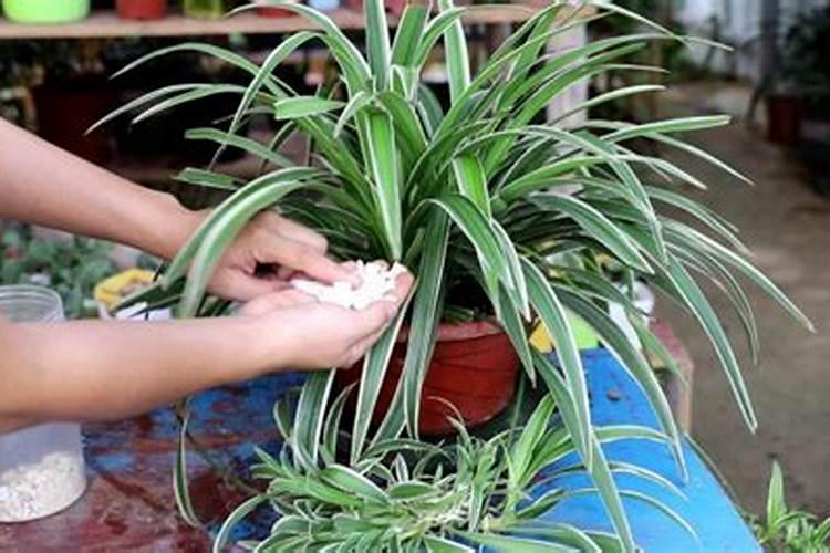 如何给吊兰施肥长得旺