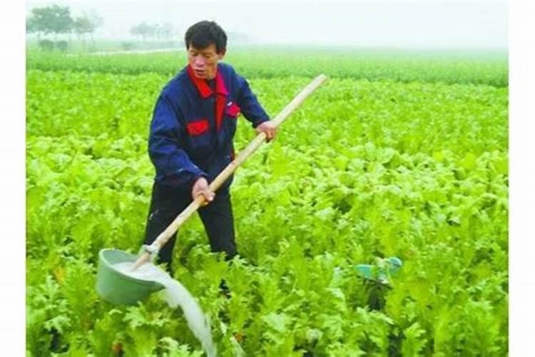 如何科学施用尿素？