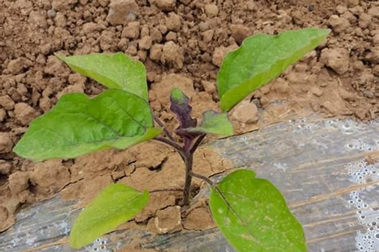 茄子移栽后多少天追肥