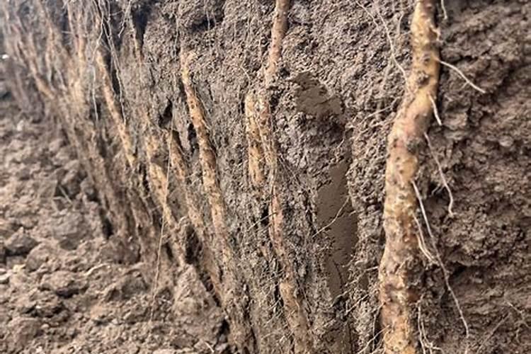 农作物为什么要实行轮作倒茬