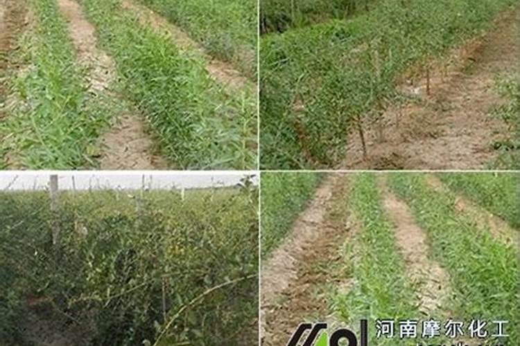 枸杞秋季施肥的方法及要点