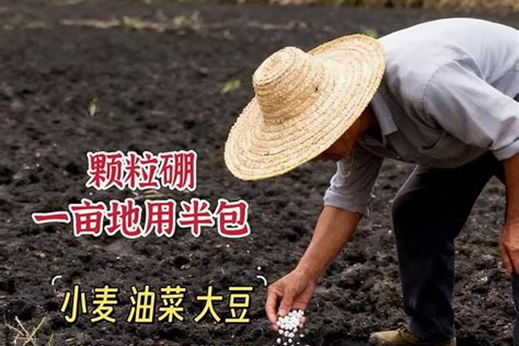 小麦瘪粒不结实,拔节后喷2次硼肥,籽粒颗颗饱满,增产明显