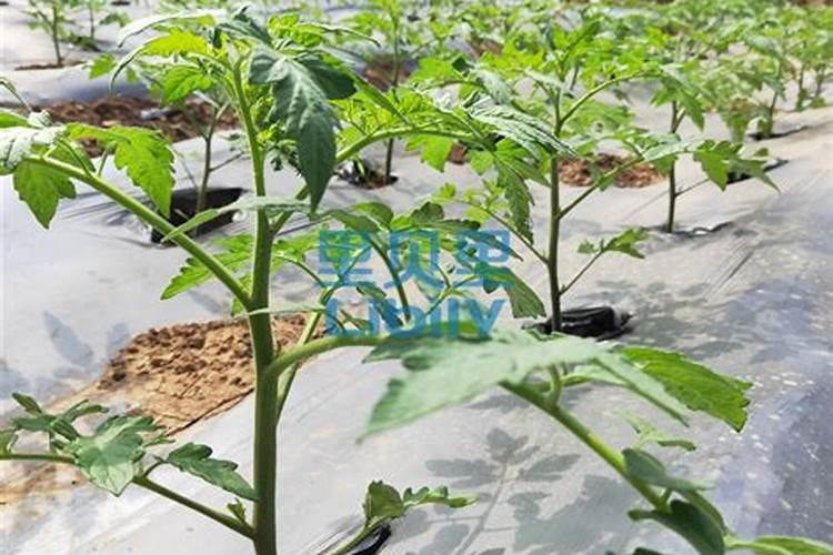 西红柿定后需要冲施几次生根剂？