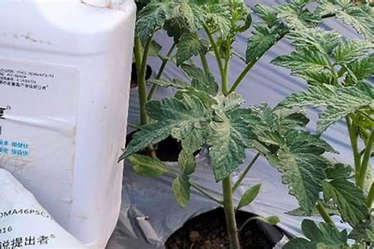 番茄苗期施肥技巧