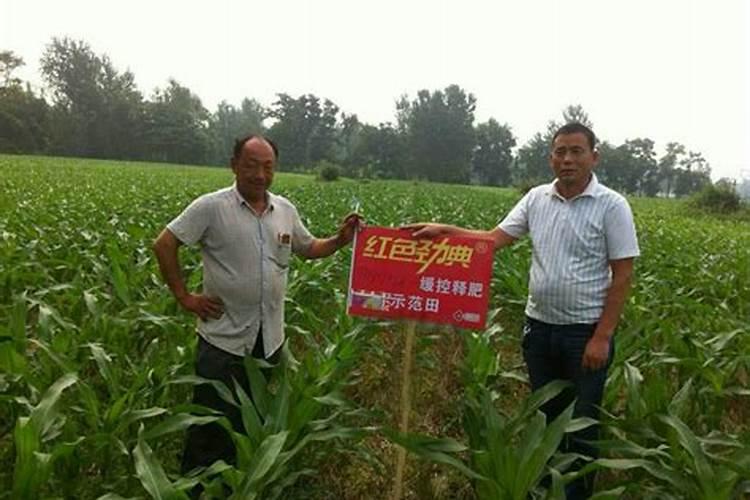 玉米控释肥哪个效果好