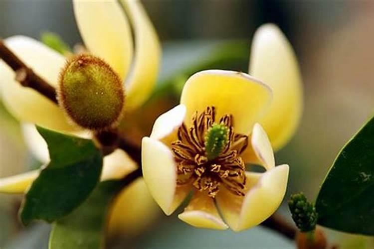 硫酸亚铁可以浇什么植物？