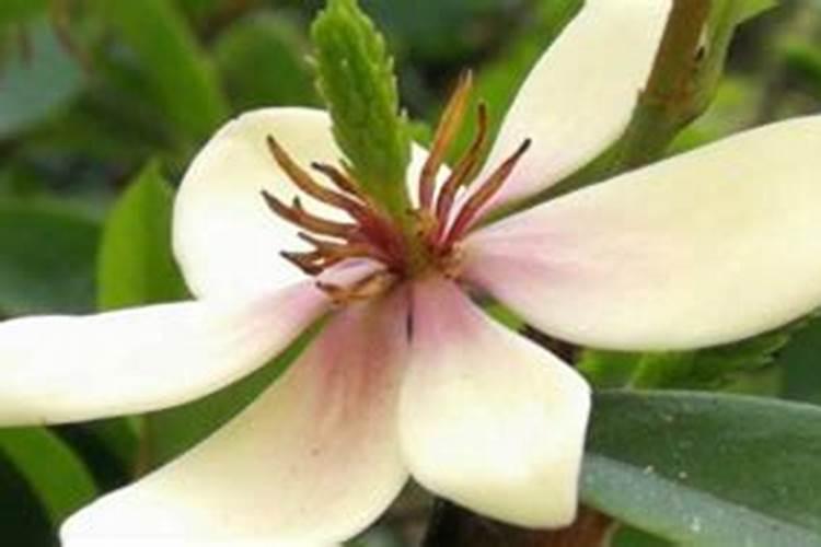 含笑花开花前怎么养护