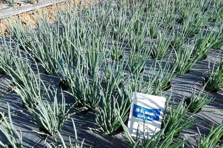 洋葱中后期怎么管理