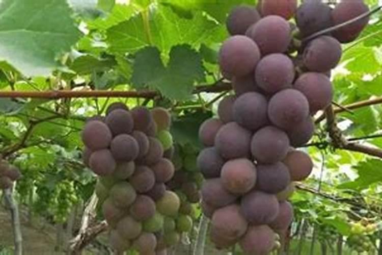 葡萄膨果期用什么肥料,种植葡萄该如何施肥