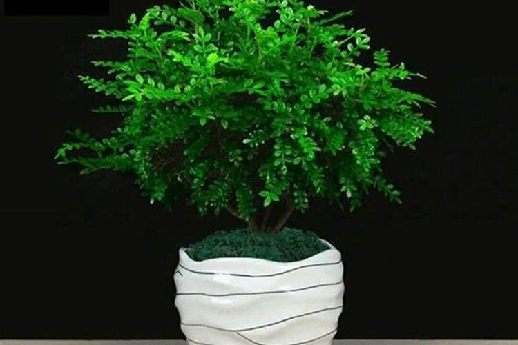 陶粒养花怎么施肥;哪些盆栽不能用陶粒