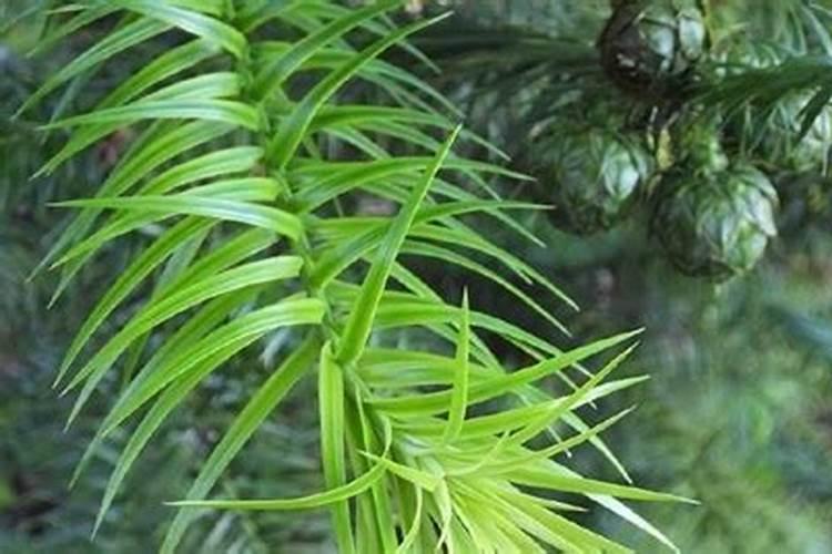 杉树施什么肥最好