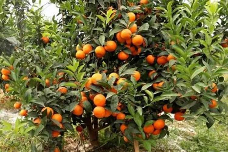 柑橘9月份施什么肥