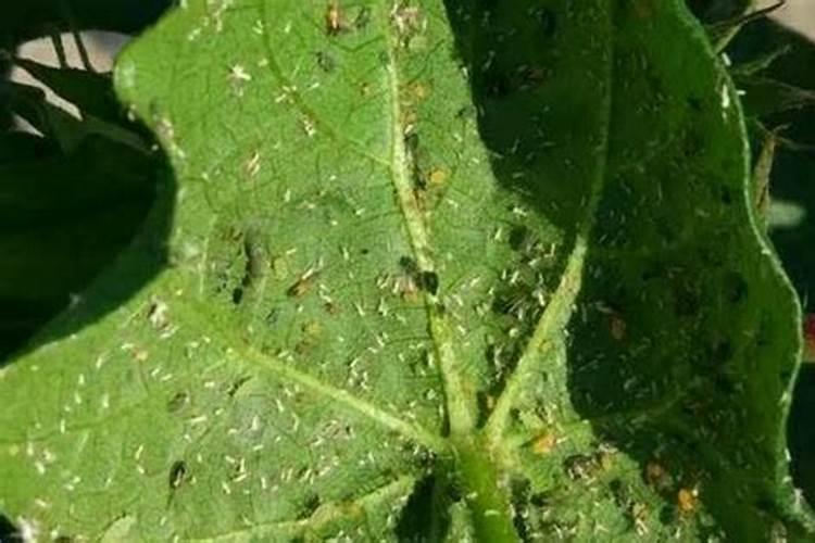 怎么去除菜虫,这两种农家老办法,效果比用药好