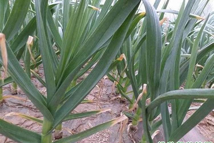 大蒜追施尿素最佳时期