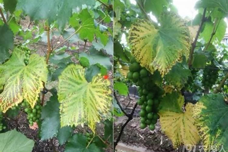 锌肥对果树有什么影响？