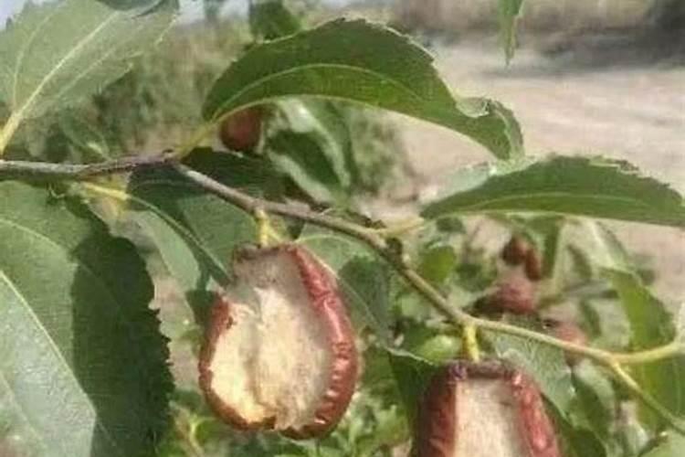 种植红枣的水肥管理技术有哪些 养殖方法总结