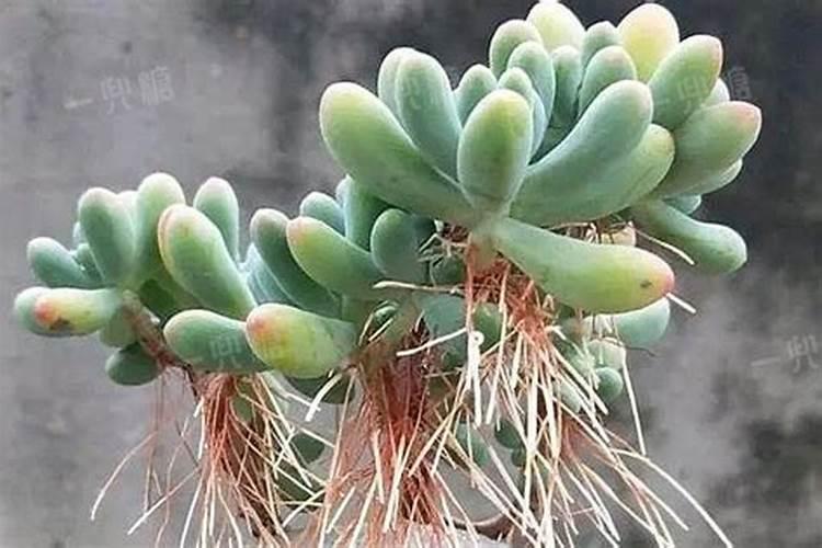 多肉需要施肥吗多肉是否需要施肥