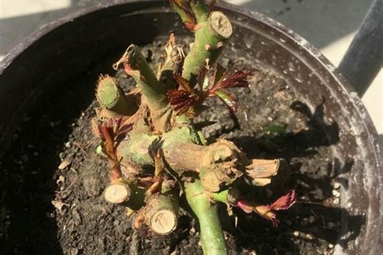 玫瑰花发芽了,怎么养？