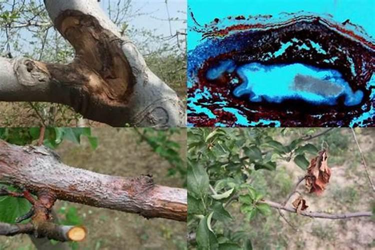 鱼缸树根怎么处理