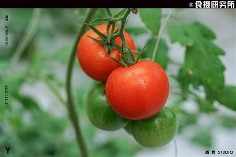 草莓膨果期用什么化肥好？草莓保花保果用什么水溶肥好？