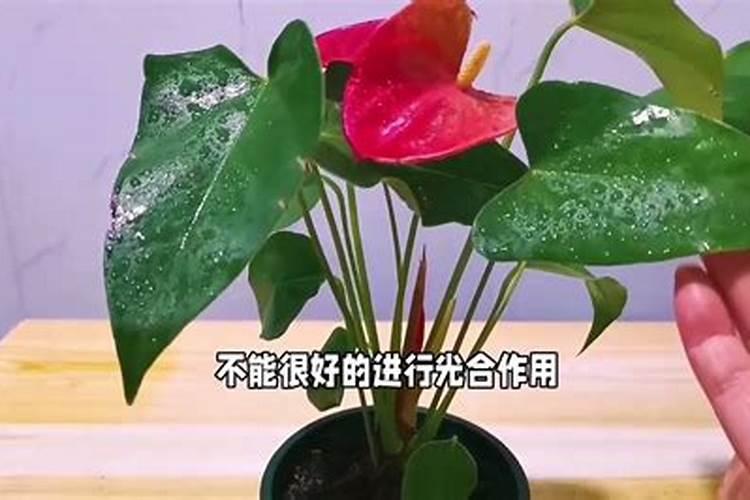 红掌只长叶子不开花是什么原因
