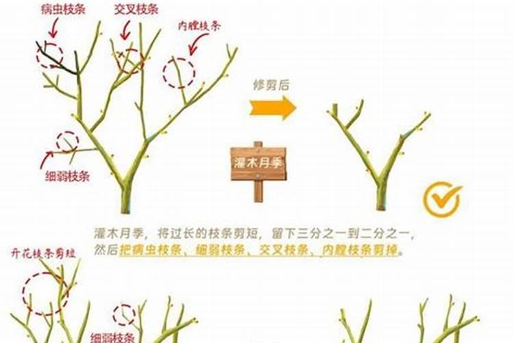 月季冬剪后多久可以浇水施肥