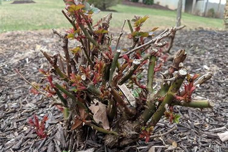 月季冬剪后怎么浇水