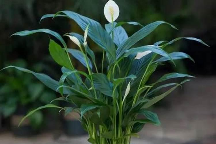 一帆风顺施什么肥好