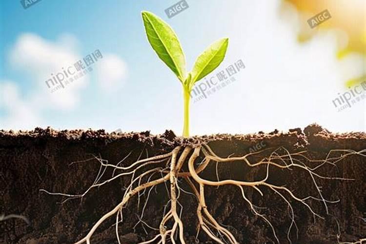 西瓜幼苗用什么生根肥好