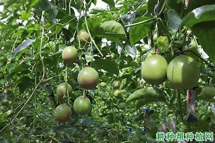 硼对百香果的作用