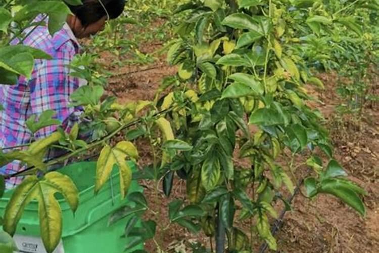 百香果长出畸形果,用这几种办法能预防