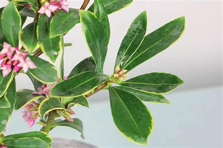 金边瑞香浇什么肥料合适