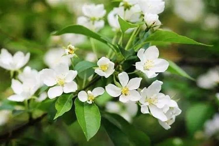 茉莉花开时需要施肥吗？