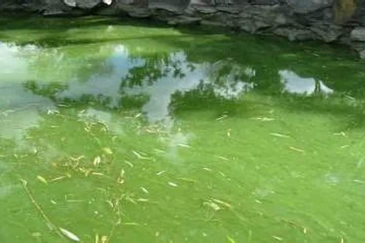 水体富营养化成因