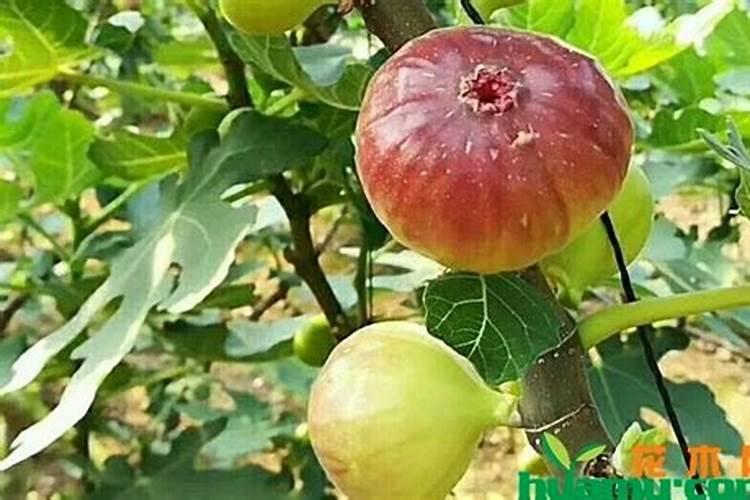 化肥对贝类养殖的影响及如何正确使用