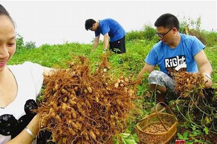 花生控旺剂怎么选
