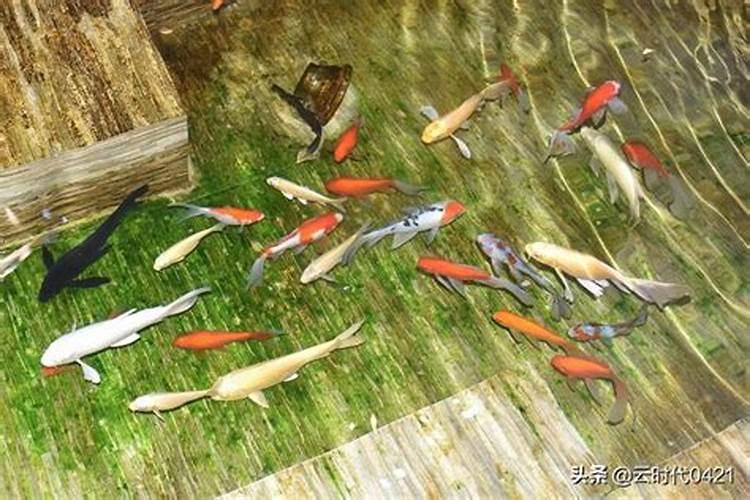 在一个施了氮肥的农田旁边有一个鱼塘,鱼塘里的鱼很快就死了,请解释原因...