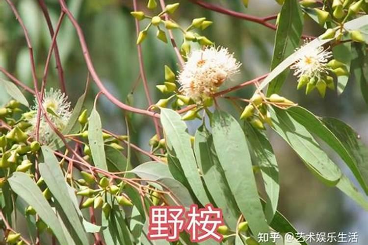 玫瑰花滴钙肥什么时候用？